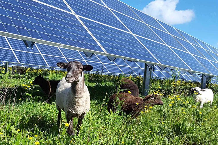 Il funzionamento di un impianto agrivoltaico e le colture sottostanti.


